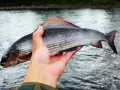 En hand håller upp en vacker harr med sina skimrande fjäll och färggranna fenor. En lyckad dag vid vattnet, man kan nästan glömma fiske för en stund.