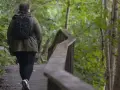 En person med ryggsäck vandrar på en träbro genom en lummig skog. En härlig vandring i Dalarna.