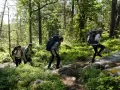 Vandrare med ryggsäckar går uppför en stig i en grön skog. De utforskar olika skåneleden etapper.