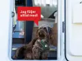 En brun hund med en grön sele sitter vid dörren till en husbil. En pratbubbla säger "Jag följer alltid med!". Perfekt för den som vill campa med hund.