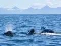 Tre grindvalar simmar i havet vid Andenes, Norge, med snöklädda berg i bakgrunden.