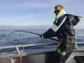 Man med solglasögon och fiskeutrustning kämpar med en böjd spö ombord på en båt. En spännande dag med fiska i Norge.