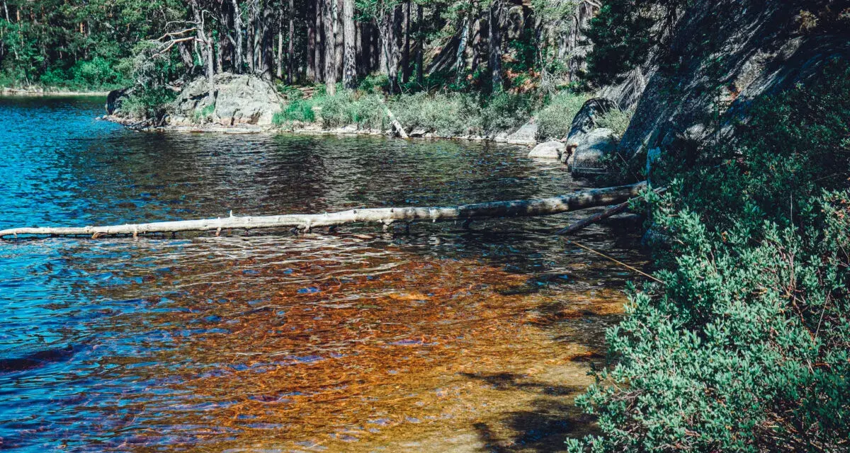 En stilla sjö med en fallen trädstam som flyter på ytan. Skogen och klipporna runt omkring ger en känsla av var ligger Tiveden.