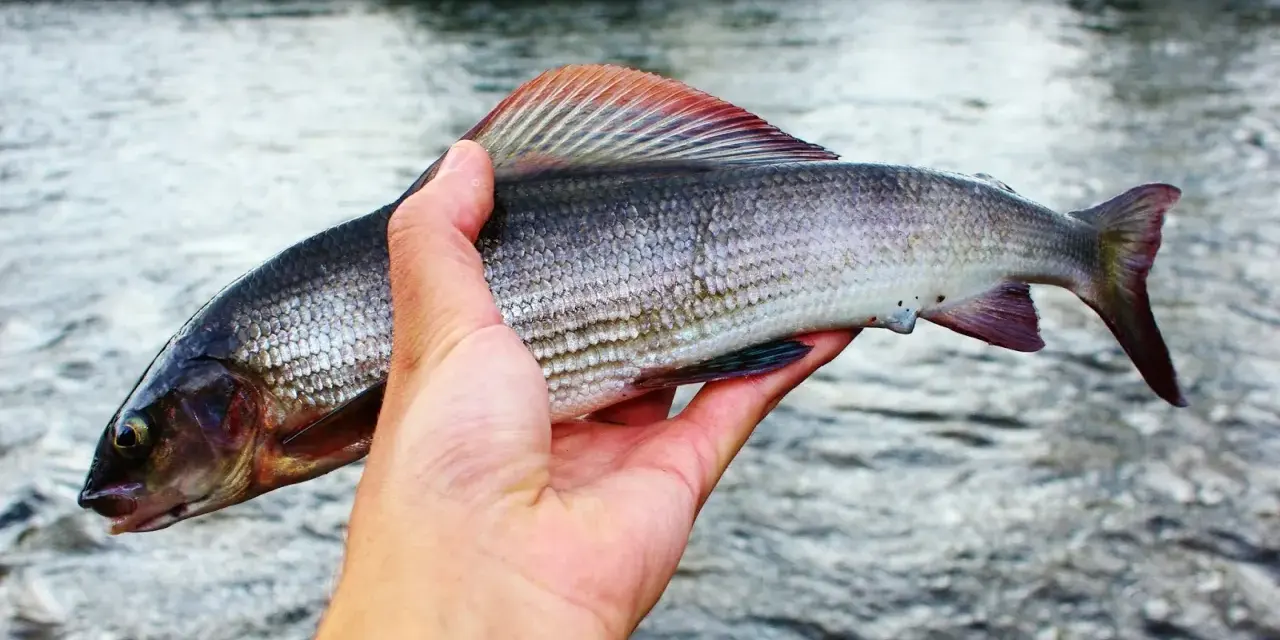 En hand håller upp en vacker harr med sina skimrande fjäll och färggranna fenor. En lyckad dag vid vattnet, man kan nästan glömma fiske för en stund.