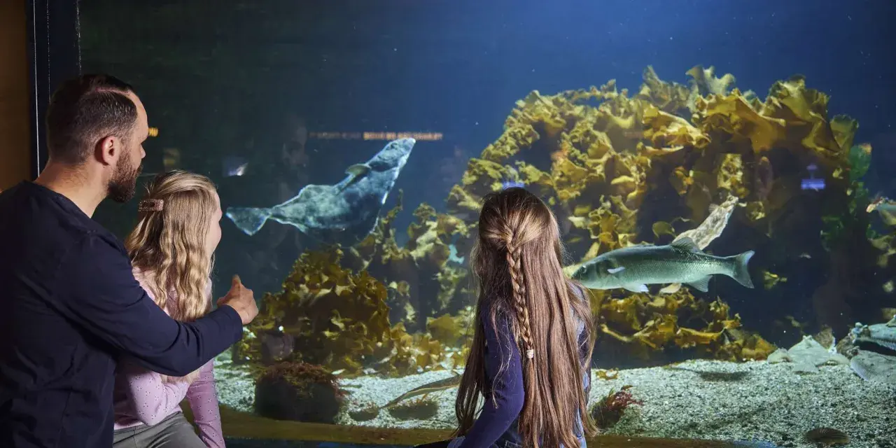 En familj njuter av akvariet i Bergen. En pappa pekar på en stor fisk i det stora akvariet medan hans dotter tittar fascinerat.