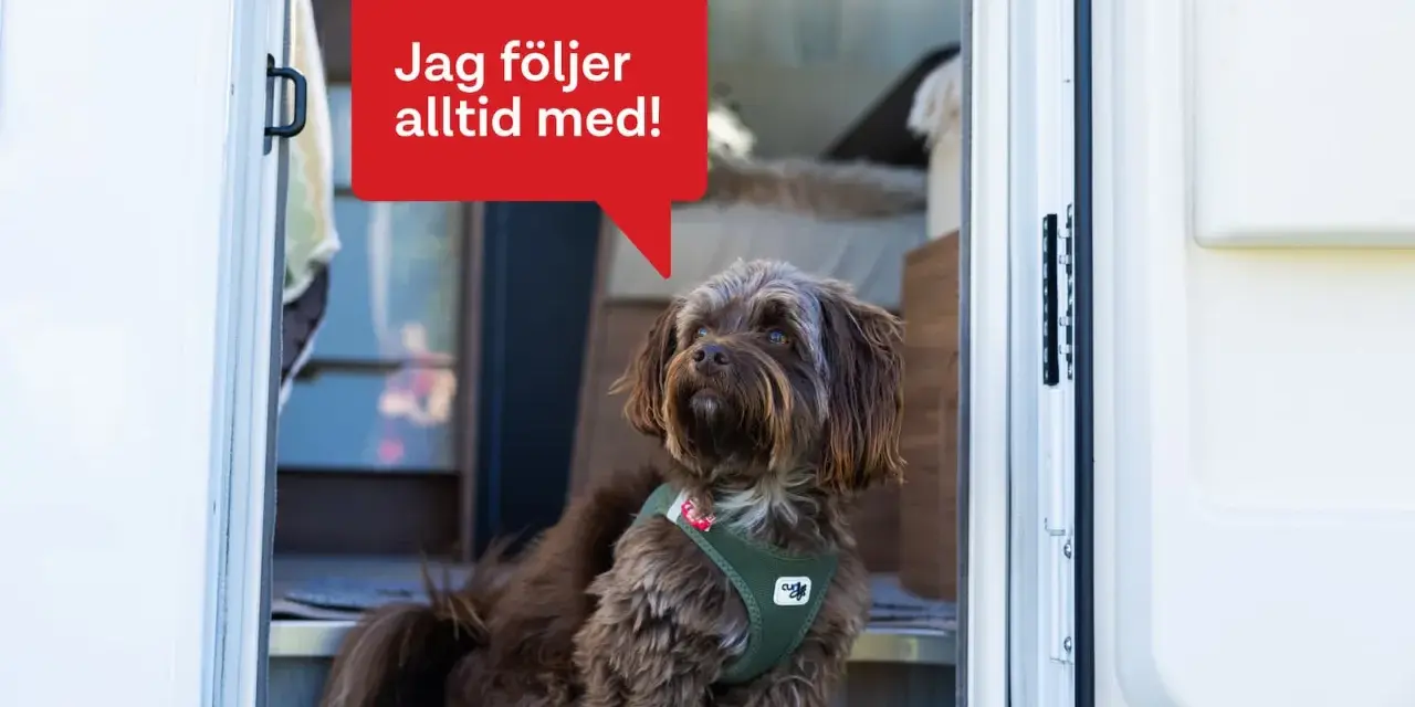 En brun hund med en grön sele sitter vid dörren till en husbil. En pratbubbla säger "Jag följer alltid med!". Perfekt för den som vill campa med hund.