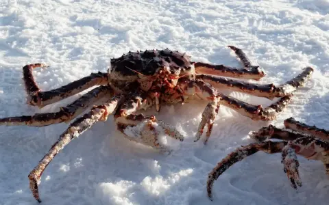 En stor kungskrabba från Norge ligger på snö. Dess taggiga ben och kropp är täckta av frost.