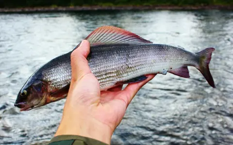 En hand håller upp en vacker harr med sina skimrande fjäll och färggranna fenor. En lyckad dag vid vattnet, man kan nästan glömma fiske för en stund.