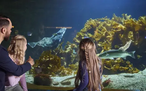 En familj njuter av akvariet i Bergen. En pappa pekar på en stor fisk i det stora akvariet medan hans dotter tittar fascinerat.