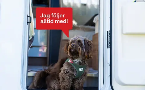 En brun hund med en grön sele sitter vid dörren till en husbil. En pratbubbla säger "Jag följer alltid med!". Perfekt för den som vill campa med hund.