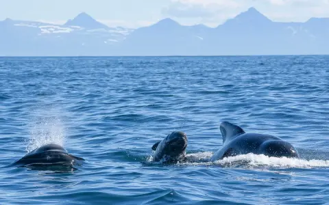 Tre grindvalar simmar i havet vid Andenes, Norge, med snöklädda berg i bakgrunden.