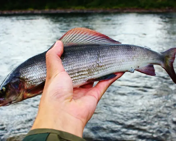 En hand håller upp en vacker harr med sina skimrande fjäll och färggranna fenor. En lyckad dag vid vattnet, man kan nästan glömma fiske för en stund.