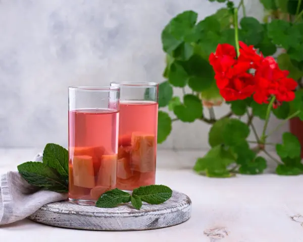 Två glas med rosa rabarbersnaps och myntablad. En röd pelargon i bakgrunden.