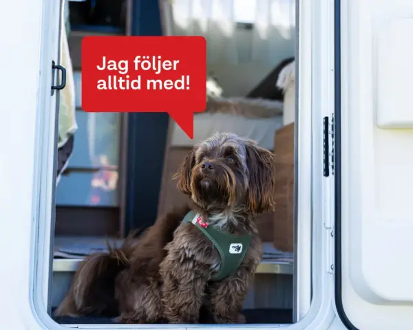 En brun hund med en grön sele sitter vid dörren till en husbil. En pratbubbla säger "Jag följer alltid med!". Perfekt för den som vill campa med hund.
