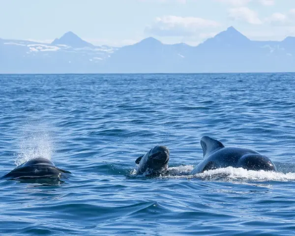 Tre grindvalar simmar i havet vid Andenes, Norge, med snöklädda berg i bakgrunden.