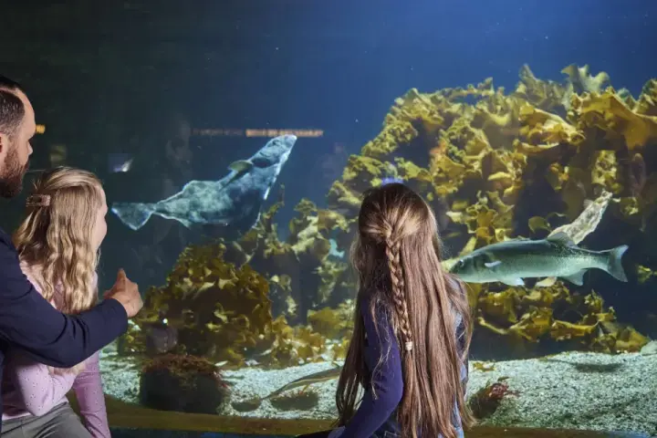 En familj njuter av akvariet i Bergen. En pappa pekar på en stor fisk i det stora akvariet medan hans dotter tittar fascinerat.