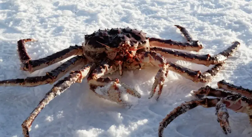 En stor kungskrabba från Norge ligger på snö. Dess taggiga ben och kropp är täckta av frost.