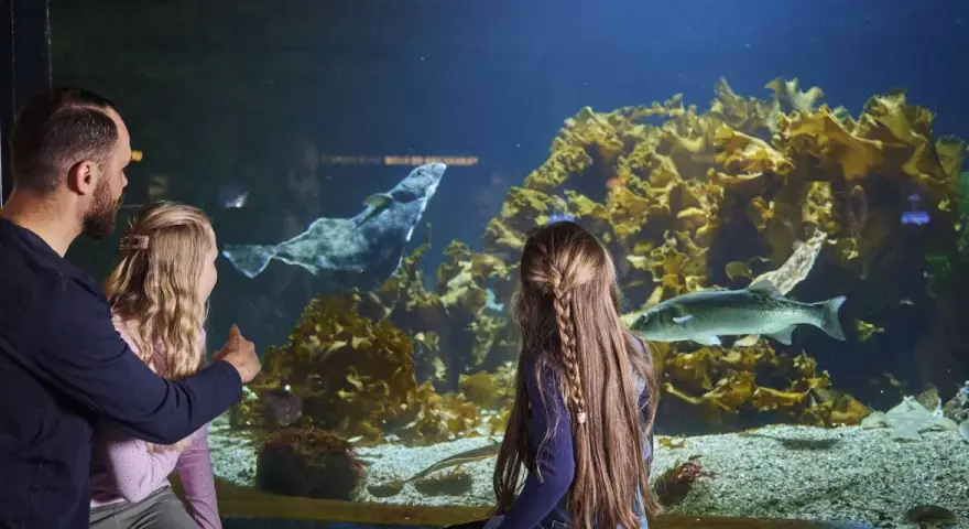 En familj njuter av akvariet i Bergen. En pappa pekar på en stor fisk i det stora akvariet medan hans dotter tittar fascinerat.