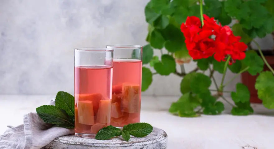 Två glas med rosa rabarbersnaps och myntablad. En röd pelargon i bakgrunden.