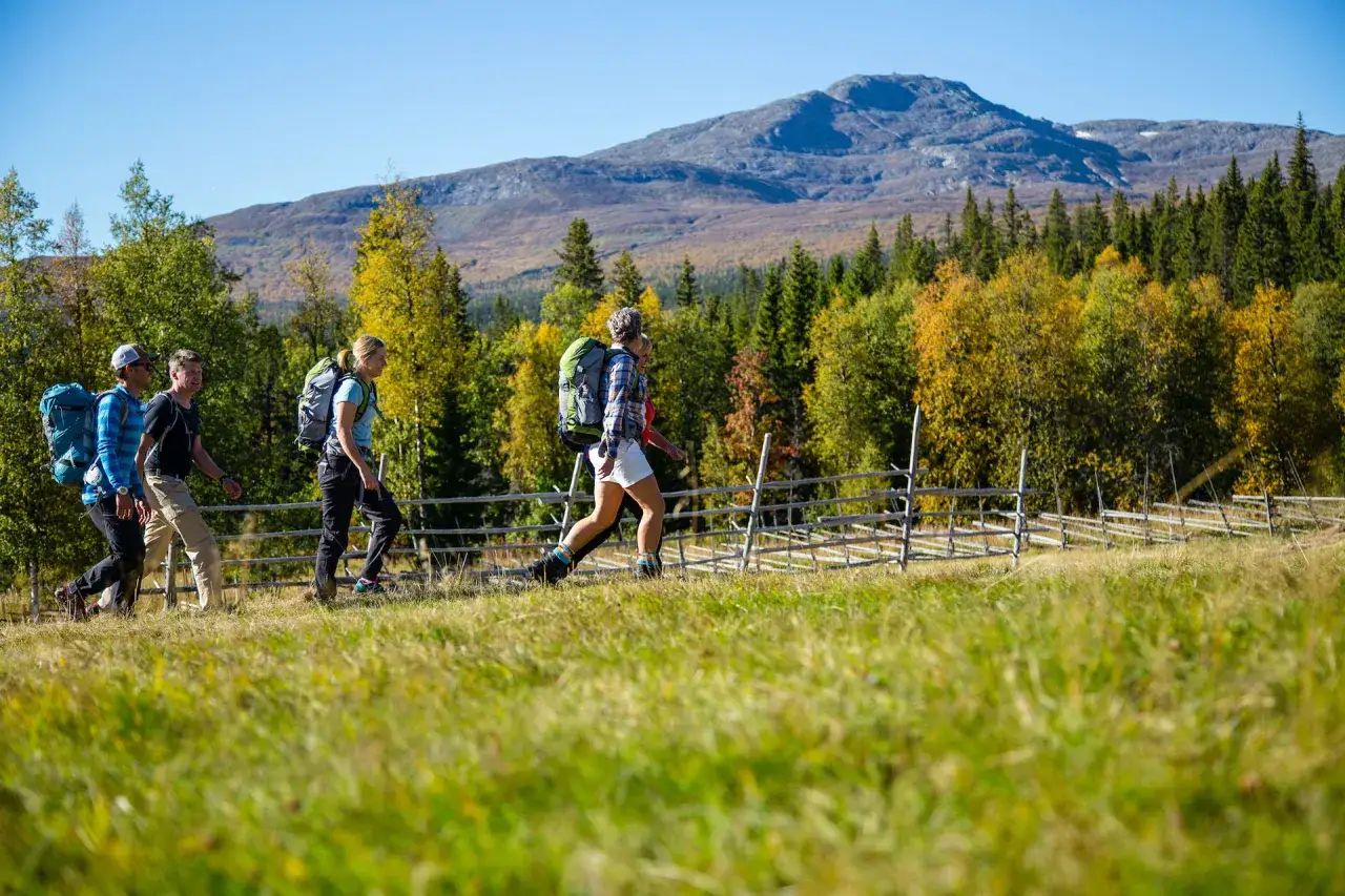 Vandring i Vålådalen med vänner. Hösten färgar träden gula och bergen syns i bakgrunden.