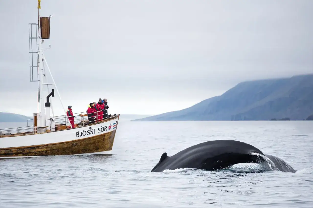 En båt med passagerare på en valsafari i Lofoten ser en knölval dyka.