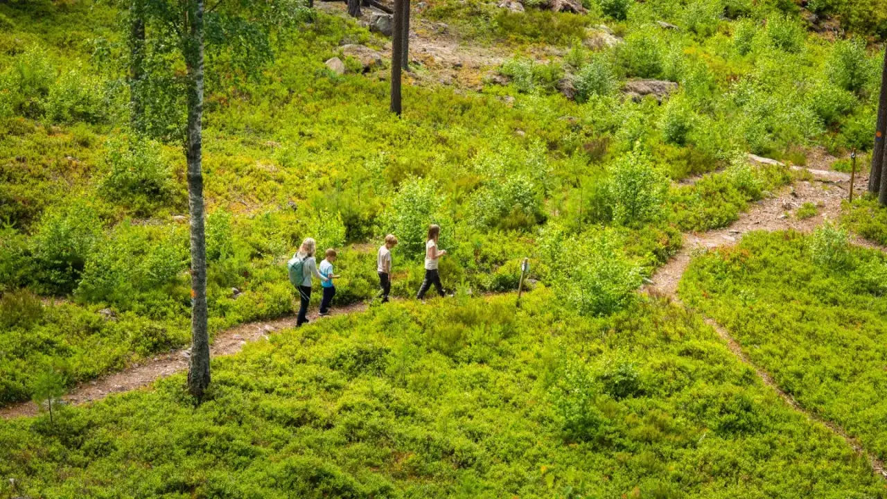 Familj vandrar p&aring; en stig bland gr&ouml;nskande ljung och sm&aring; tr&auml;d. Vackra vandringsleder Falun bjuder p&aring; naturupplevelser.