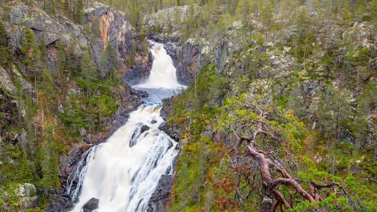 Vattenfall forsar ner i en ravin i Muddus nationalpark, omgivet av gr&ouml;nskande skog och klippor. En knotig tall dominerar f&ouml;rgrunden.