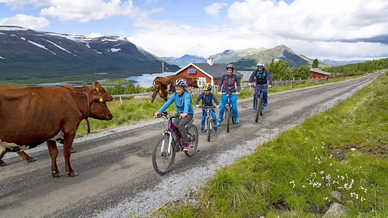 Familj cyklar förbi kor på en grusväg i Beitostølen sommar. Berg och sjö i bakgrunden.