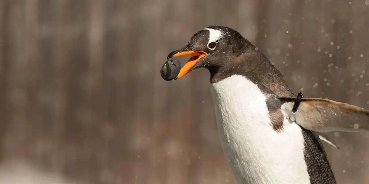 Pingvin med sten i näbben, kanske från akvariet i Bergen.