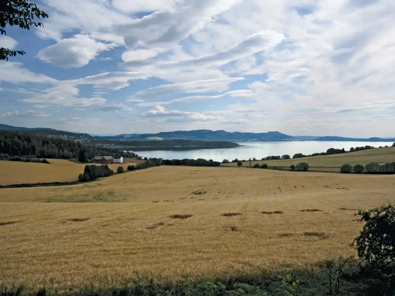 Gyllene sädesfält breder ut sig mot en glittrande fjord, med berg i fjärran. En idyllisk gård syns vid skogsbrynet nära Steinkjer, Norge.