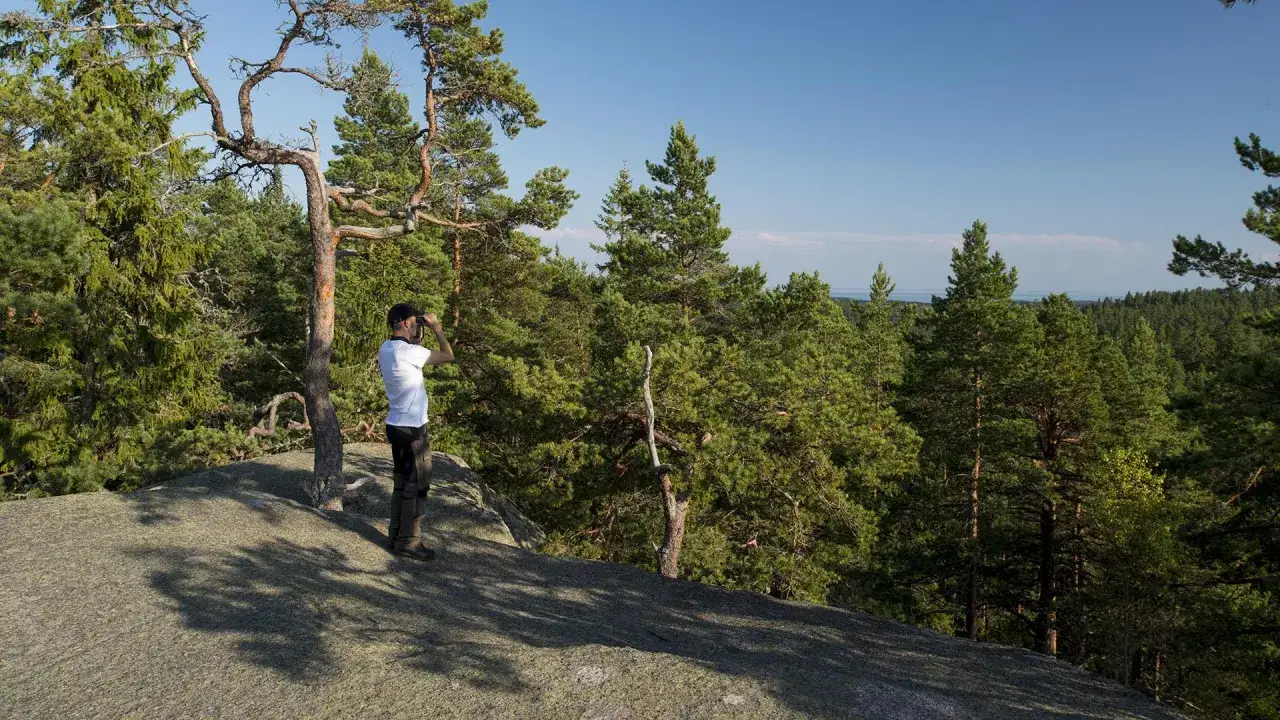 En person spanar ut över en vidsträckt skog. Kanske undrar hen var ligger Tiveden?